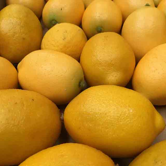 FRUIT, Artificial - Lemon